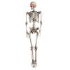 Halloween Skeleton - 170cm / 5.6ft (LED)