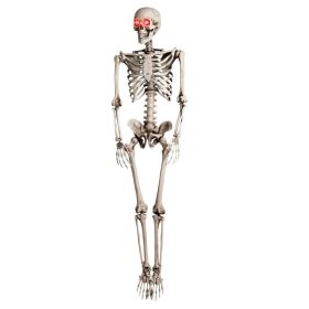 Halloween Skeleton - 170cm / 5.6ft (LED)