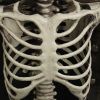 Halloween Skeleton - 170cm / 5.6ft (LED)